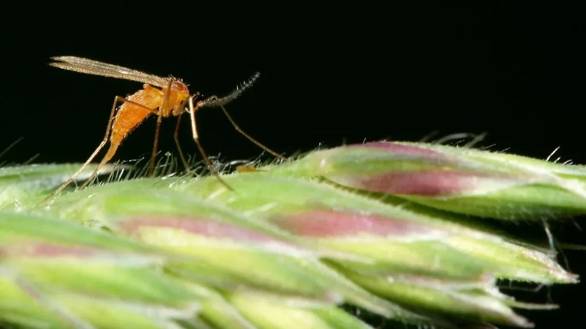 Defra introduces a set of measures against the quarantine pests