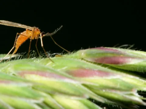 Defra introduces a set of measures against the quarantine pests