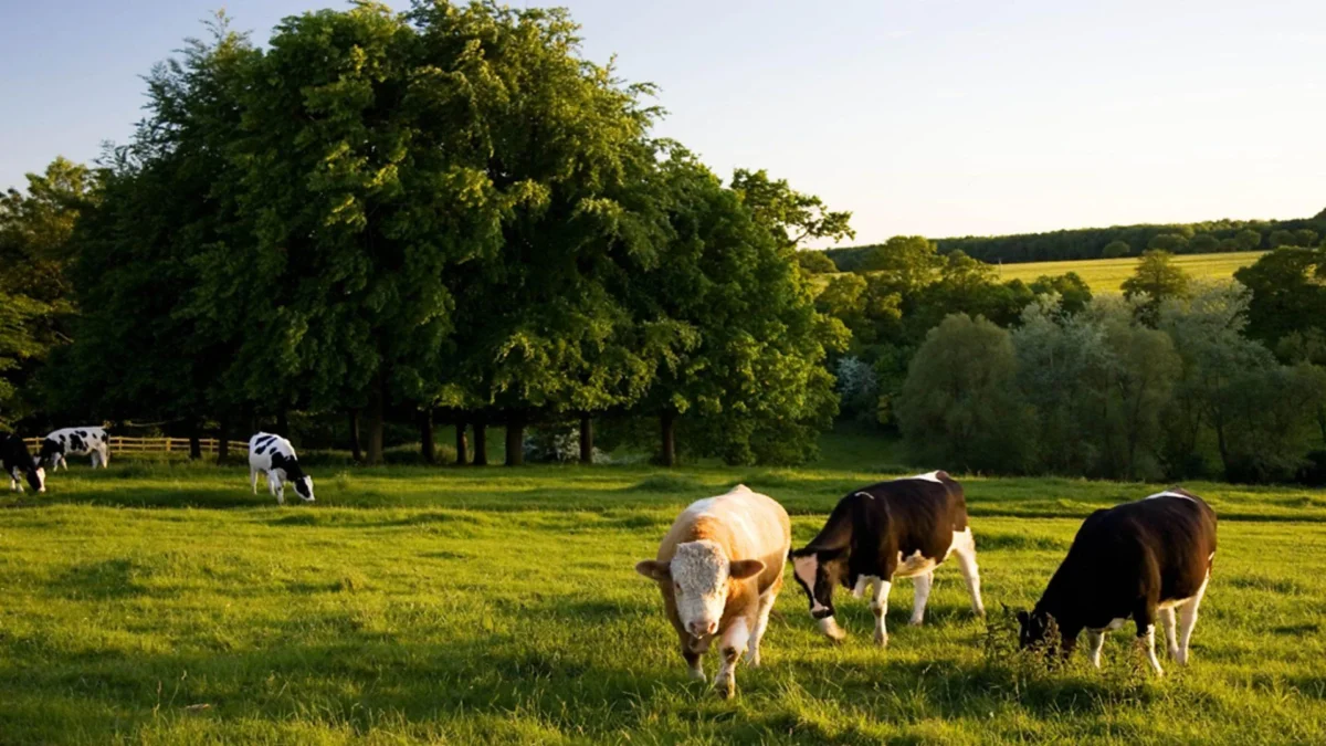 ⅔ of small farms struggle to survive or are beyond salvation: NFU
