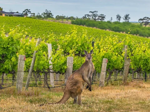 No tourists until 2022, but the ‘vaccinated and skilled’ migrants are welcome – PM Scott Morrison