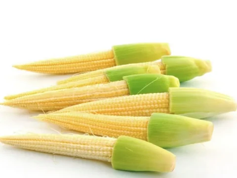 UK becomes the European center of ‘Baby corn’ consumption
