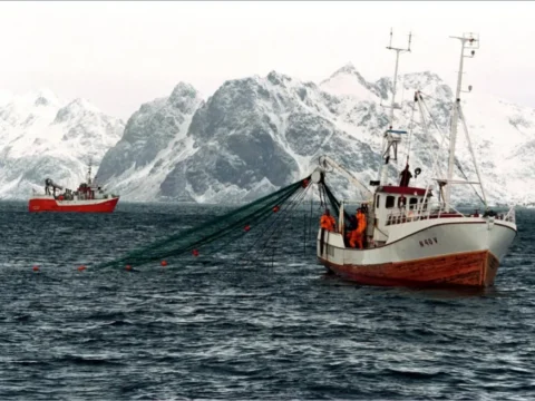 Why fish&chips lost to fried chicken?