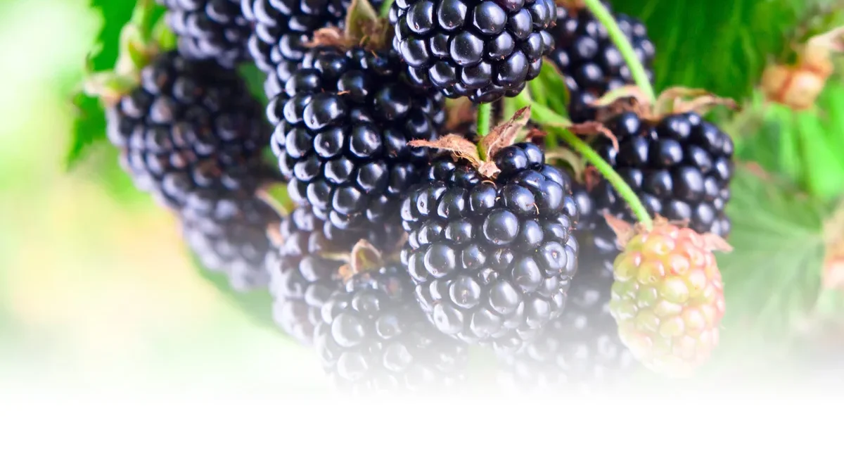 The demand for blackberry is very high this season