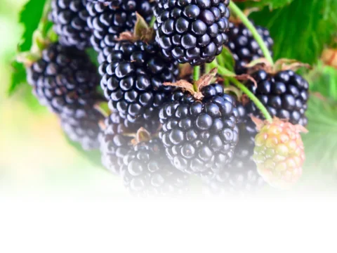 The demand for blackberry is very high this season