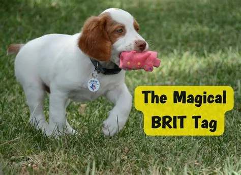 No Brit Tag, No Brit Life: The Coercion Behind Starmer’s Digital ID
