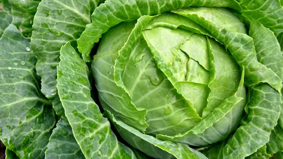 Food market reacts on pound depreciation