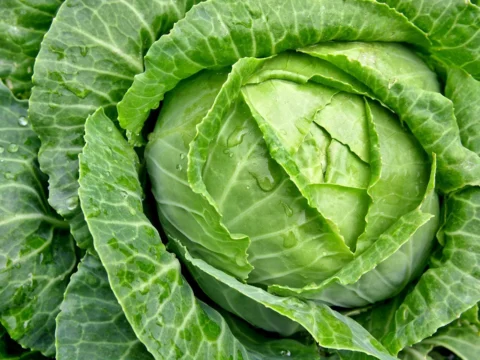 This winter may be short on broccoli, cabbage and sprouts
