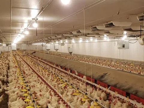 EU makes a move to prevent Britain from importing US chicken