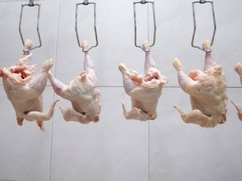 From Battlefield to Butcher: A History of Chlorine and the American Demand for Britain’s Plates