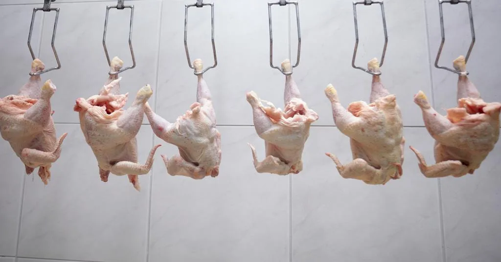 From Battlefield to Butcher: A History of Chlorine and the American Demand for Britain’s Plates