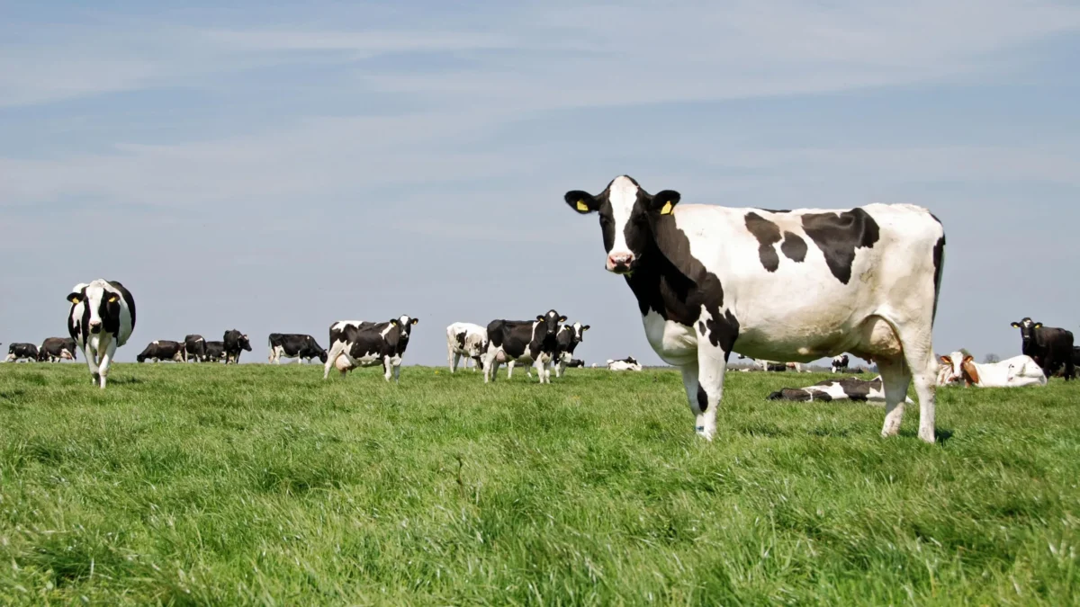 Farms are getting bigger as smaller milk companies are dying off