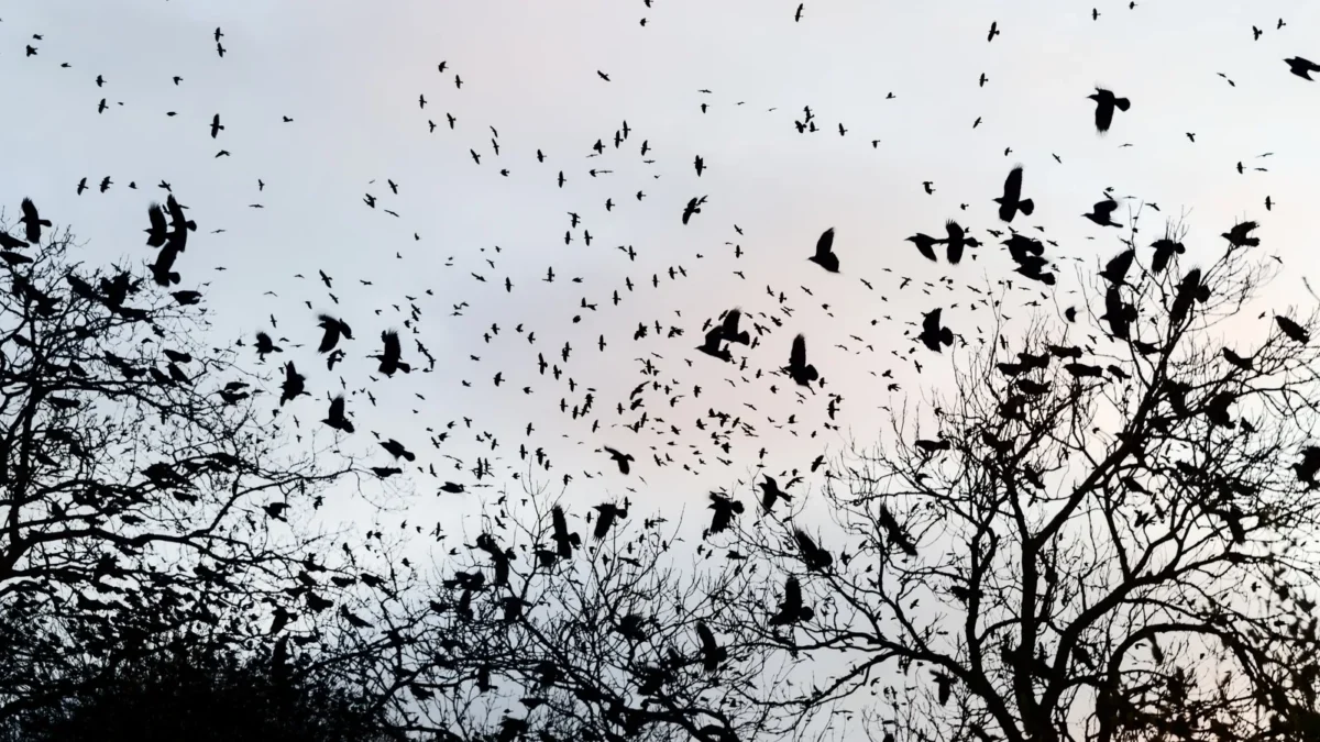 What a surprise — Brits are none too eager to kill and get killed