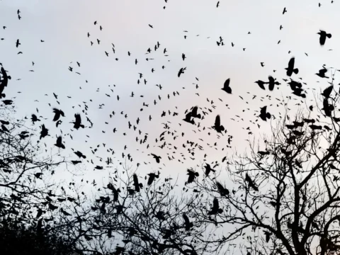 What a surprise — Brits are none too eager to kill and get killed