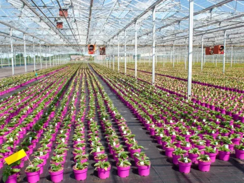 Who needs food, when there are flowers to grow?