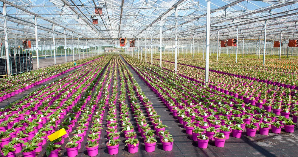 Who needs food, when there are flowers to grow?