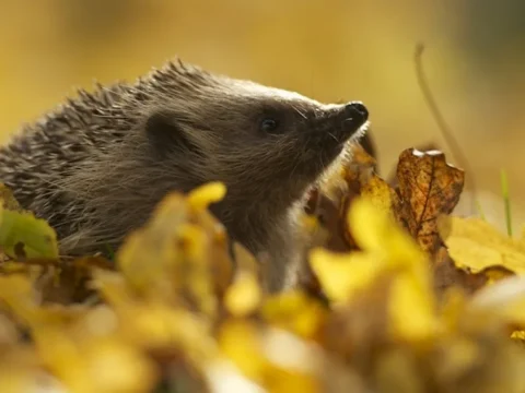 Dehumanising the Great British Pound: Animals to Replace Historical Figures