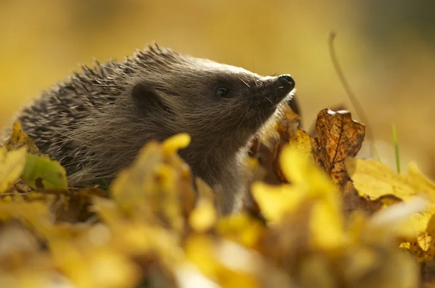 Dehumanising the Great British Pound: Animals to Replace Historical Figures