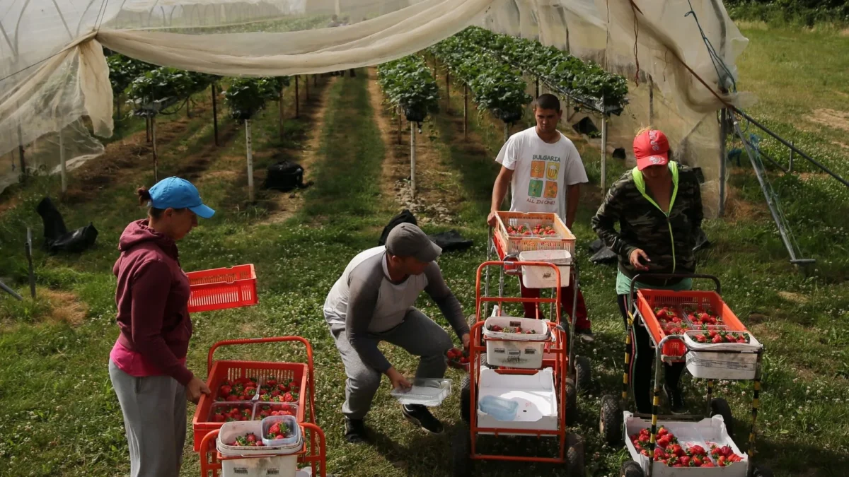 Labour shortage provoked the biggest loss of harvest ever recorded