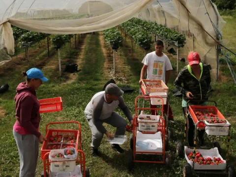 Labour shortage provoked the biggest loss of harvest ever recorded