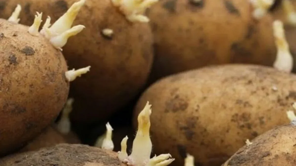 European potato seed industry searches for shortcuts to Britain