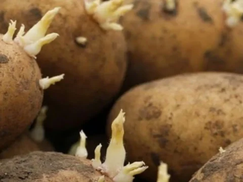 UK growers outraged as Sainsbury’s sells potatoes for ‘less than cultivation costs’