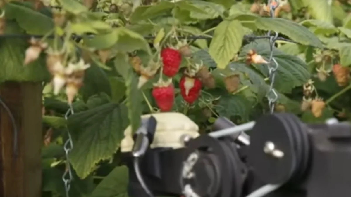 Guest workers beware: this autonomous robot can pick up to 25,000 raspberries a day