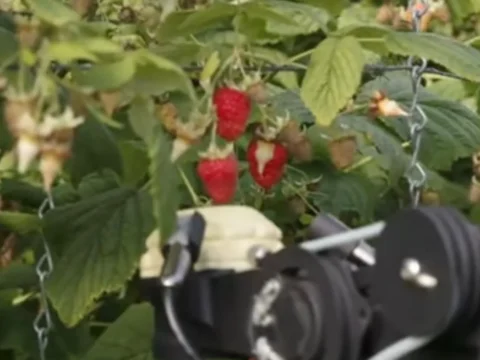 Farmers turn to Nepal in search for seasonal workers