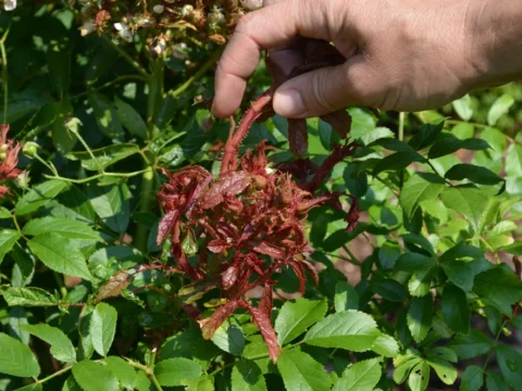 UK tightens the import of roses