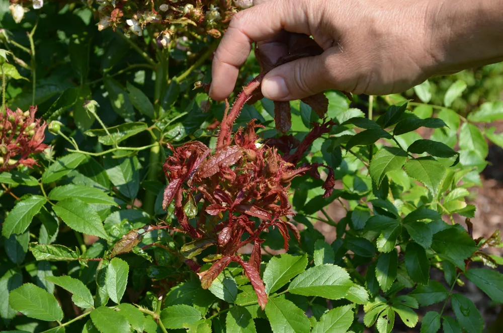 UK tightens the import of roses