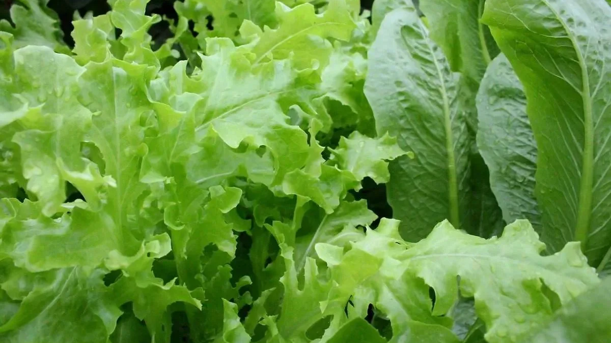 New Year’s special: a salad crisis upon us