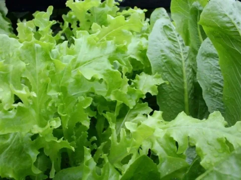 New Year’s special: a salad crisis upon us