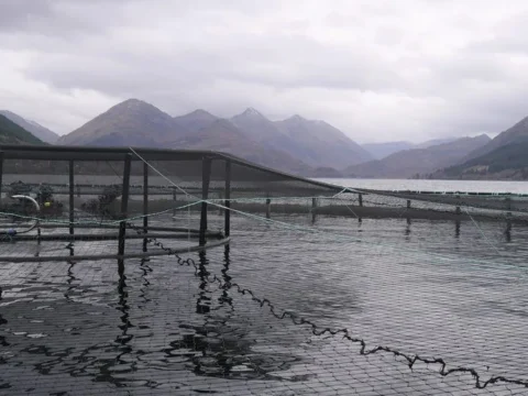 CIWF calls Scottish government to curb the growth of farmed salmon industry