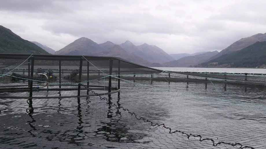 CIWF calls Scottish government to curb the growth of farmed salmon industry