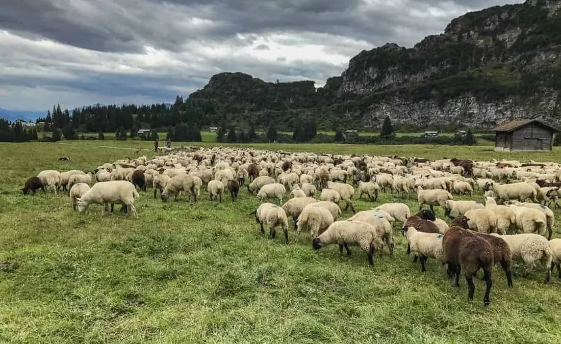 No, we aren’t going to be herbivores: global meat production to rise 13 percent in the coming decade