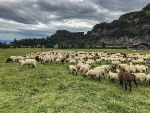 No, we aren’t going to be herbivores: global meat production to rise 13 percent in the coming decade