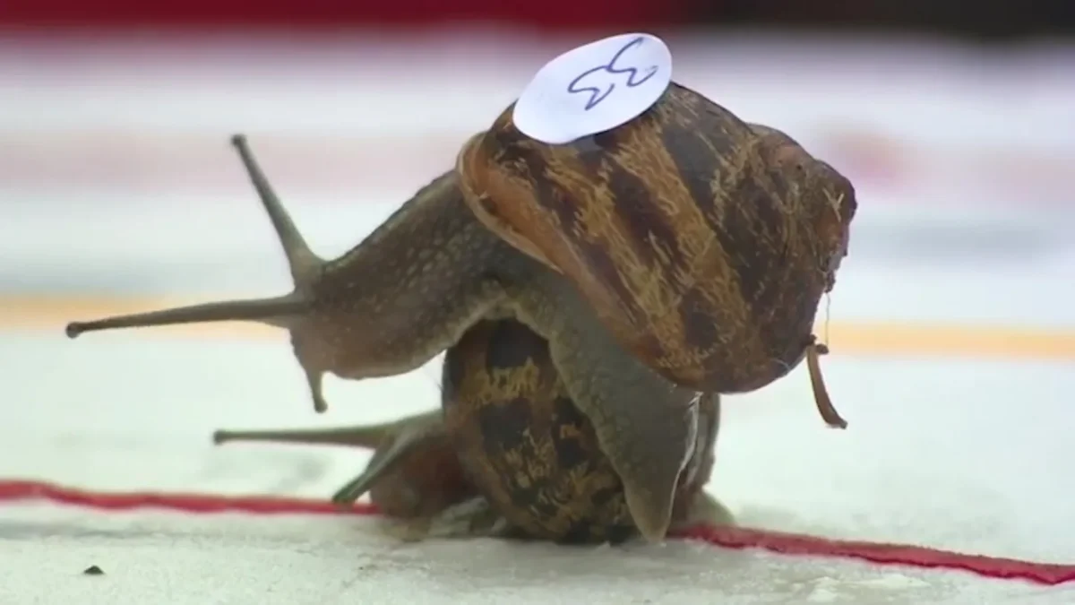 The G7’s great snail derby: where Britain’s ‘winning’ growth barely outpaces stagnation
