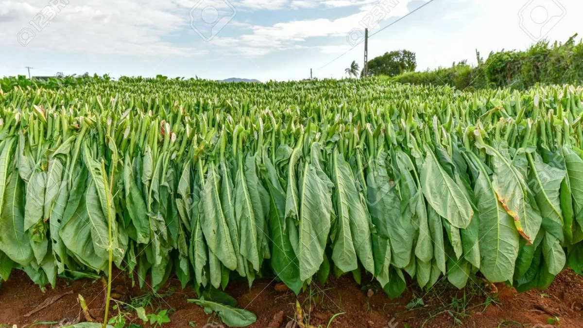 BAT tobacco tycoon cuts its workforce