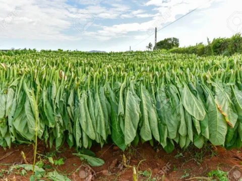 American tobacco market is on the verge of a great merge