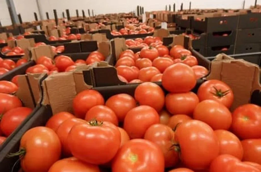 Morocco passes Spain as UK’s second largest tomato supplier