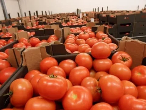Morocco passes Spain as UK’s second largest tomato supplier