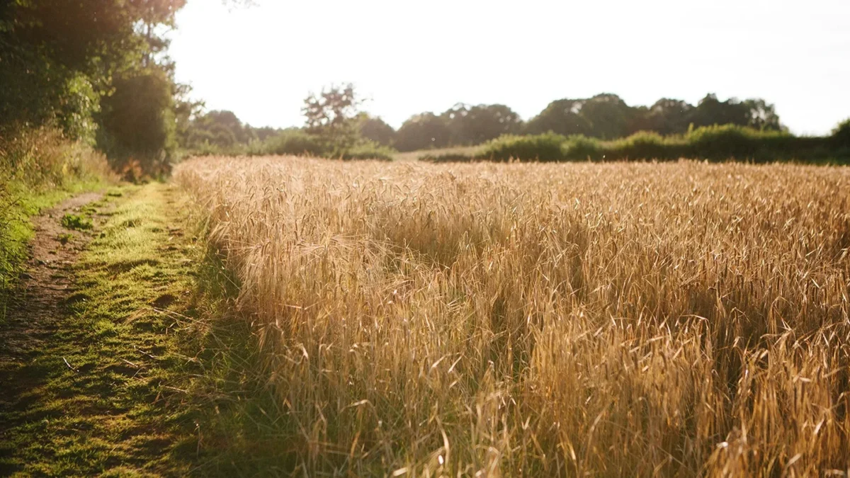 CRISPR-Cas wheat enters trials