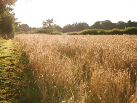 Foreign wheat imports reach a local record this year, with most of the grain coming from Germany and Canada
